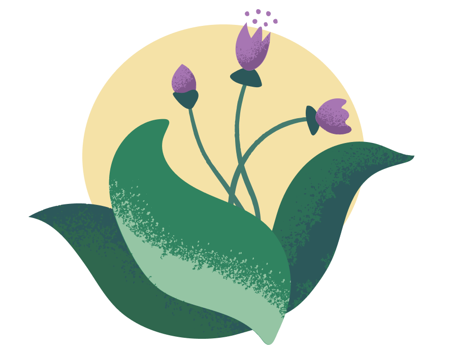 Botanical illustration